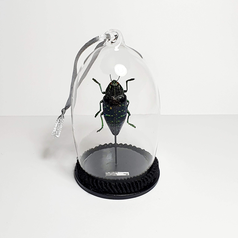 Natuur Historische Decoratie. Kever